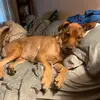 Danielle Hamann - @daniellehamann - TikTok