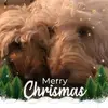 daniellehamstra74 - @daniellehamstra74 - TikTok