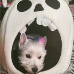 Danielle Harding - @fairygooddog - Instagram
