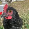 Danielle Harding - @danielle.harding5 - TikTok