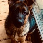 Danielle Hardwick - @dhardwick6 - Instagram