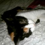 danielle_harmon - @danielle_harmmon - Instagram