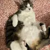 danielleharshbarg - @danielleharshbarg - TikTok