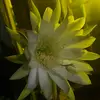 Danielle Thaxton - @danielle.thaxton - TikTok