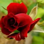 Danile Haleyes - Facebook