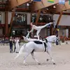 Danielle Hendrickson - @damnyellcharise - TikTok