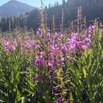 Danielle Herder - @danielle_herder_crested_butte - Instagram
