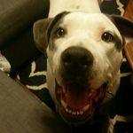 Danielle Hess - @foster_friend - Instagram