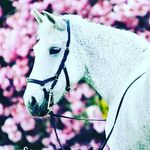 Daniëlle&Hester❤ - @snuitablefanacc - Instagram