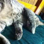Sasha🐱 - @sashadaniellehilbert - Instagram