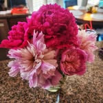 Danielle Newcombe Horvath - @thehorvathsplus2 - Instagram