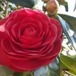 Danielle Huard - @mamienanou14 - Instagram