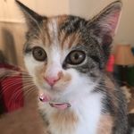 Laura Danielle Keener - @lollysing2 - Instagram