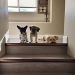 Danielle Kerley Willey - @chewy_mr.pickles - Instagram