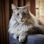 Danielle Kersten - @jaxx_the_meezer - Instagram