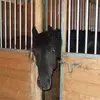 daniellekiefer827 - @ladyofthehorse - TikTok