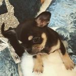 Danielle Kingston - @goodest_chihuahuas - Instagram