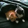 Danielle Kirkpatrick - @daniellekirkpatrick - TikTok