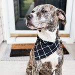 Danielle Kirwan - @bloomingtailsbandanas - Instagram