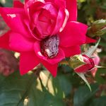 Danielle Knapp - @violetelleinad.1 - Instagram