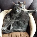 Danielle Knutson - @my_minne_kitties - Instagram
