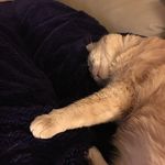 Danielle Knutson - @dr_knutson - Instagram