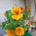Danielle Kocher - Facebook