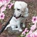 Danielle Koop - Facebook