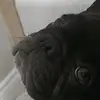 princess Sophie the Frenchie - @danielle.krausewh - TikTok