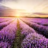 💜lavender.love💜 - @danielle.lavender.love - TikTok
