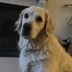 Danielle Laws - @marley_nala_laws - Instagram