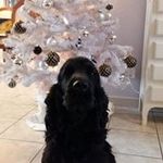 Danielle Leroux - @nanou31470 - Instagram