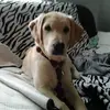 danielleleroux38 - @danielleleroux38 - TikTok