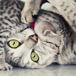 Chatterie Emaution - @les_chats_de_danielle - Instagram