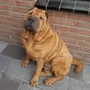 daniellesch93 - @daniellesch93 - TikTok