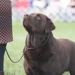 Danielle Madore - @rimfire_kennels - Instagram