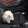 danielle mango - @mangonao - TikTok