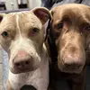 Danielle mankiewicz - @leoandnova2 - TikTok
