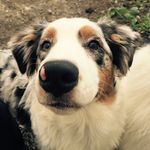 Danielle Marceau - @daniellemarceau1680 - Instagram