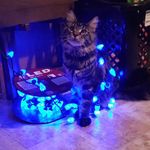 Danielle March - @elvismainecoonking - Instagram