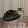 Danielle Martel - @danielle.martel2 - TikTok