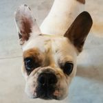Danielle Mayer - @champagne.pupp.i - Instagram