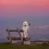 Danielle.messier - @danielle.messier - TikTok