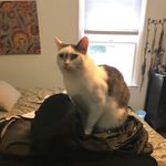 Danielle Seneschal Michaels - @seneschalmichaels - Instagram