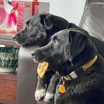 Danielle Goodman Munk - @danimunk - Instagram