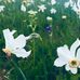 Danielle Mosser - Facebook