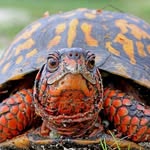 Danielle Ness-Kozak - @orange_turtles7 - Instagram