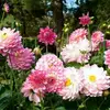 Danielle Newby718 - @dani_ishere - TikTok