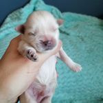 Danielle Odom - @bottlebabymomma - Instagram