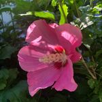Danielle Palumbo - @daniellesgardenadventures - Instagram
